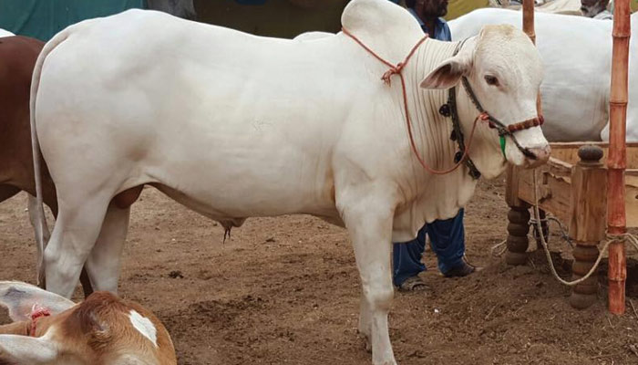 گائے کی قربانی میں زیادہ سے زیادہ سات شراکت دار ہوسکتے ہیں ،کم پرکوئی پابندی نہیں